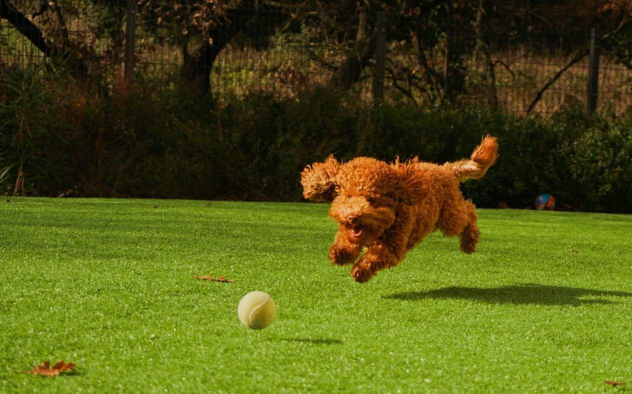 Dog at play